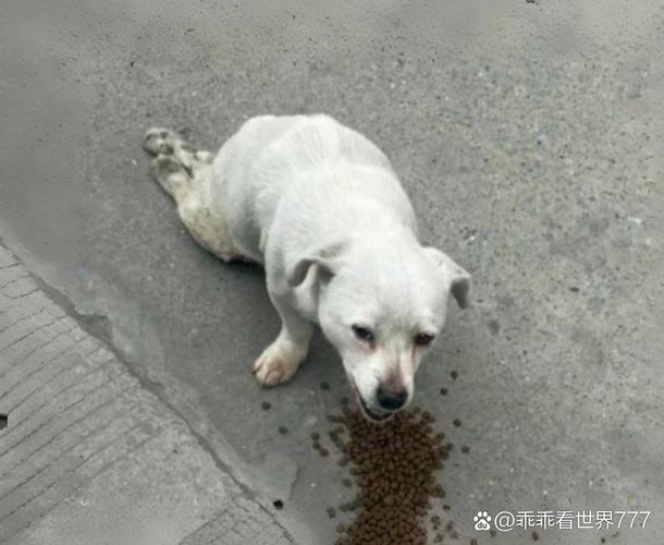 流浪犬进教室被打死