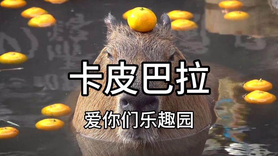 卡皮巴拉出逃40天